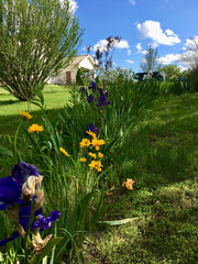 Purple and yellow iris flower bed