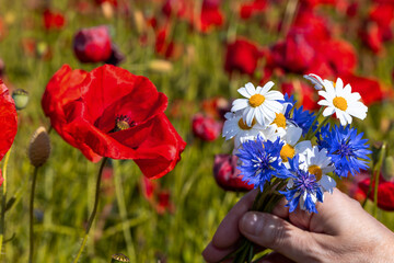 A female hand with a bouquet of daisies and cornflowers on a nature background.