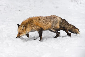 Red Fox (Vulpes vulpes) Walks Left Nose to Snow Winter