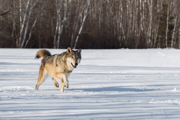 Grey Wolf (Canis lupus) Trots Right Through Snowy Field Tail and Ears Up Winter