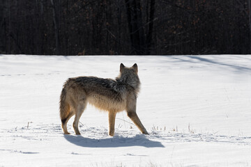 Backlit Grey Wolf (Canis lupus) Turns to Look Back at Woods Winter