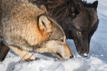 Obraz premium Black Phase and Grey Wolves (Canis lupus) Heads Together in the Snow Winter