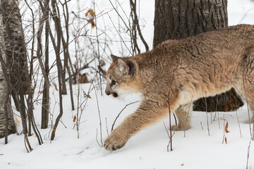 Cougar (Puma concolor) Trots Through Forest Winter