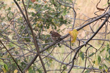 White Throated Sparrow in Fall