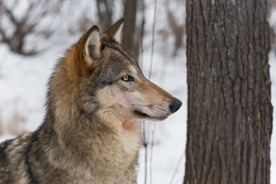 Grey Wolf (Canis lupus) Flecks of Blood on Face Near Tree Trunk Winter