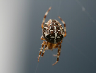 Kreuzspinne