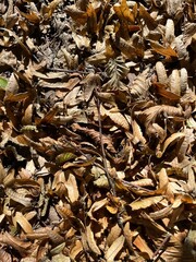 Vibrant autumn leaves cover the dry forest floor