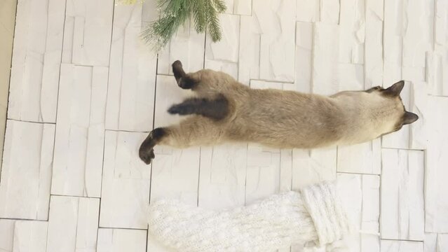 Funny cat gumping on white stone wall decorated for Christmas Eve. Vertical video