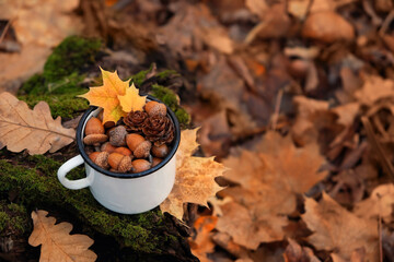 Autumn background. Enamel mug with acorns and cones in forest, abstract natural autumnal foliage...