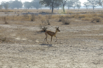 Indian Gazelle -Gazella bennettii, Natural Reserve Tal Chappar Blackbuck Sanctuary- safari located at Beer Chhapar Rural, Rajasthan, India.