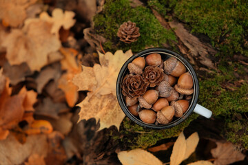 Autumn background. Enamel mug with acorns and cones in forest, abstract natural autumnal foliage backdrop. atmosphere nature image, harvest fall season. top view. selective focus