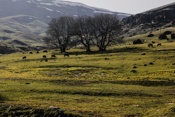 Obraz premium Middle of the Steppe River