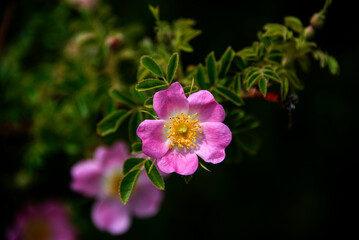 Wild rosehip flower in the locality 