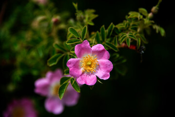 Wild rosehip flower in the locality "El Amarillo", Pumalín Park, Chilean Patagonia