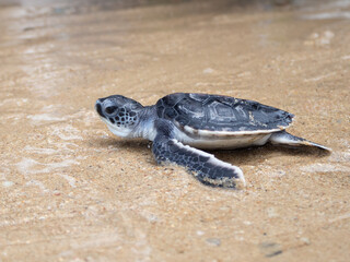 A newborn sea turtle is about to enter the sea on her first adventure of life.