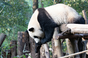 Funny pose of giant panda in Chengdu Panda base, China