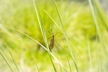 Tipulidae on grass