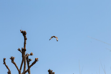 Wildlife area with a White-eyed Buzzard (Butastur teesa) flyinf away from a tree branch under a sunny blue sky