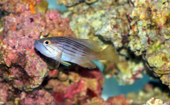 Golden blotch grouper fish - Epinephelus costae