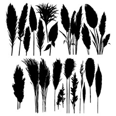 Pampas grass silhouettes