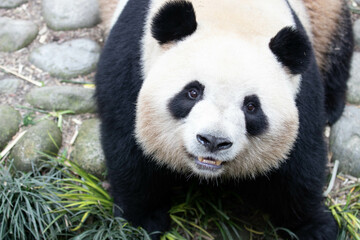 Close up Happy Panda , Mei Lan aka Rou Rou