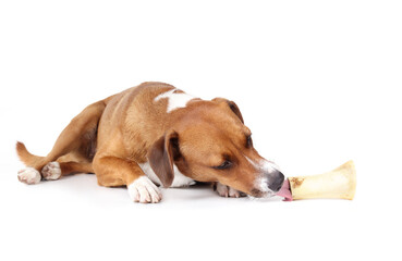 Happy dog with beef bone. Full body of puppy dog lying and licking real bone with stuffed salmon. Natural dental health and enrichment. Female Harrier dog. Selective focus. White background.