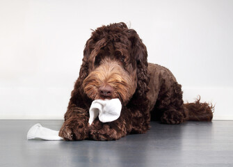 Cute dog with sock in mouth and between paws. Fluffy puppy dog chewing or eating clothing while lying on floor. Dogs stealing underwear. 1 year old female Labradoodle, chocolate. Selective focus. - obrazy, fototapety, plakaty