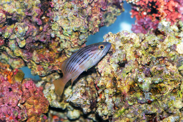 Golden blotch grouper fish - Epinephelus costae