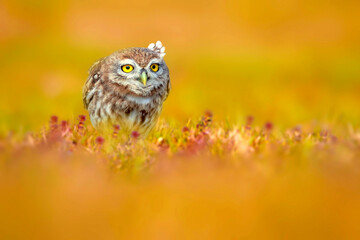Cute owl. colorful nature background. Bird: Little owl (Athene noctua).