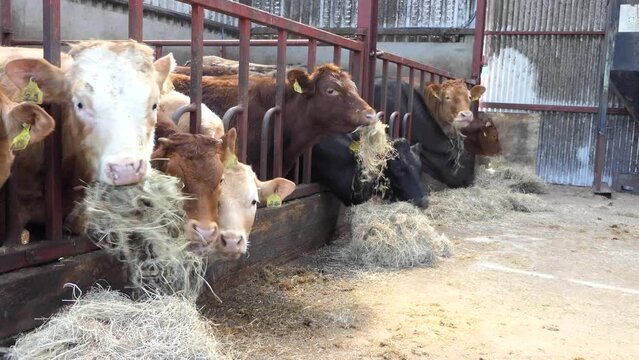 Cattle eating silage grass feed through a gate in a shed at a farm in UK