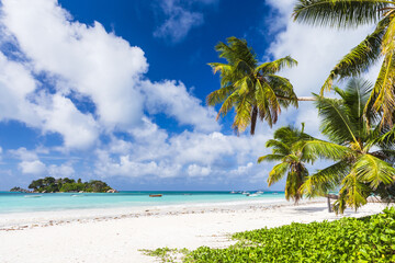An empty beach view with palm trees and white sand under blue sky