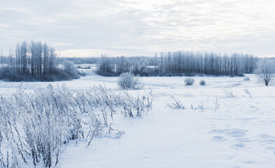 Winter landscape with frozen grass, snowy field and bare trees under cloudy sky