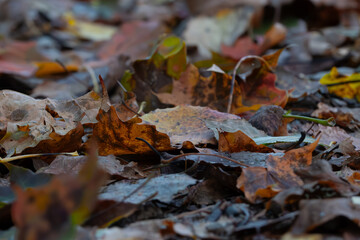 Colorful autumn leaves lie on the ground