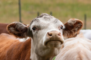 Close up of a cow's head