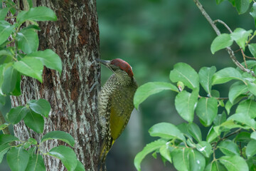Green woodpecker in natural surroundings