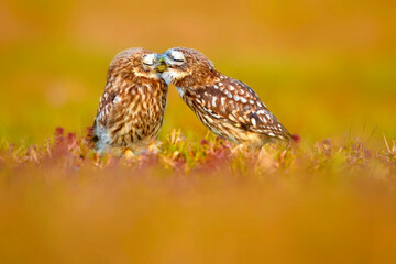 Cute owls. colorful nature background. Bird: Little owl (Athene noctua).