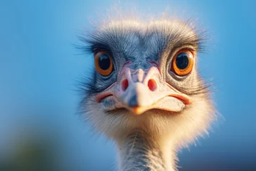 Gordijnen Large portrait of an ostrich © Julia Jones
