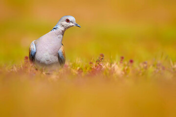 Turtle dove with a curious look. Colorful spring nature backgroundç
