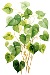 Pothos leaves, transparent background (PNG)