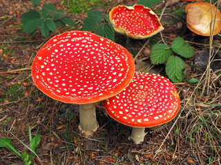 Group of large fly agaric mushrooms in a wood © AngieC