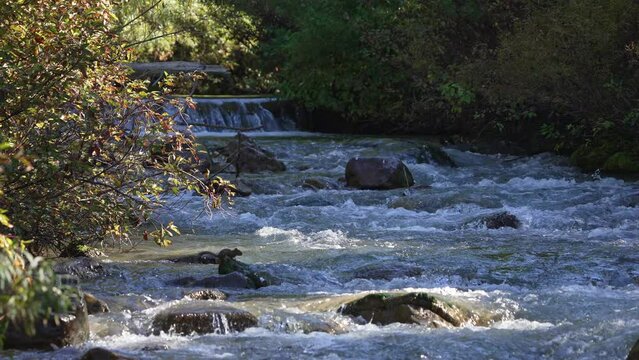 View up Big Elk Creek as a squirrel jumps on to rock in the river then back in the Idaho wilderness.