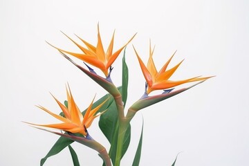 Creative composition of beautiful flowers. Bouquet of tall stalk of bird of paradise flowers with leaves, isolated on white background. Top view with copy space. Generative AI