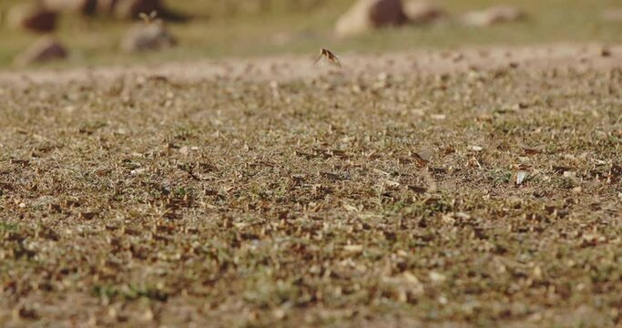 Swarm of locusts, invasion of the locust slow motion. Plain in the highlands. Arashan. Cloud of locusts rises into air alarmed by someone. No vegetation. Natural disaster, catastrophe, pests