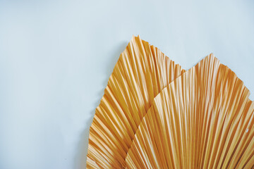 Tropical dry palm leaf on white background. dry palm leaves for interior decoration. Flat lay, Top view with copy space. 