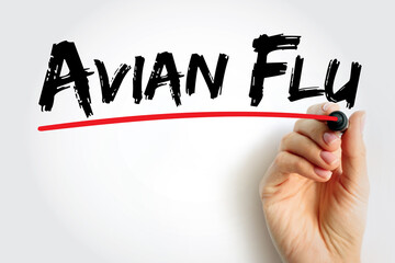 Avian Flu is a bird flu caused by the influenza A virus, which can infect people, text concept...