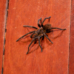 The Brazilian Tarantula or Theraphosidae photographed on a wooden floor.