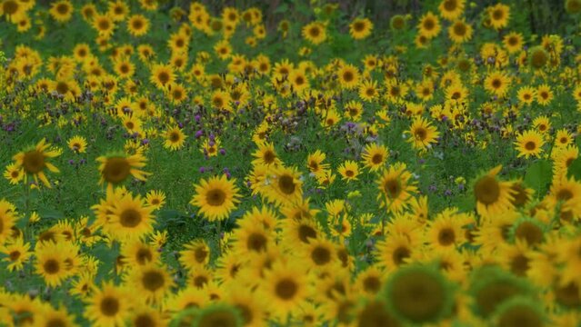 Sunflower Field Blooming Plants 1
