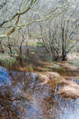 Moorland landscape in water with reflection, grass and trees without leaves at Lower Lake in County...