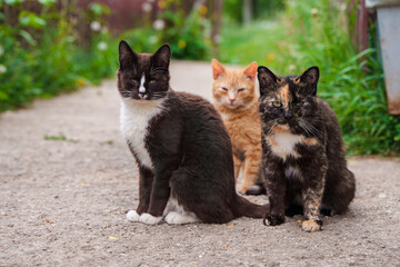 Beautiful stray cats in summer outdoor