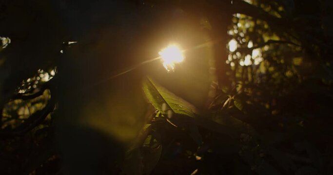 Rayon de lumière traversant des feuilles de figuier au couché du soleil